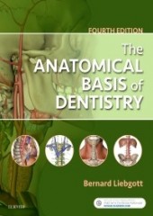 The Anatomical Basis of Dentistry, 4/e